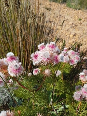 Serruria rosea