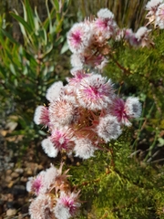 Serruria rosea