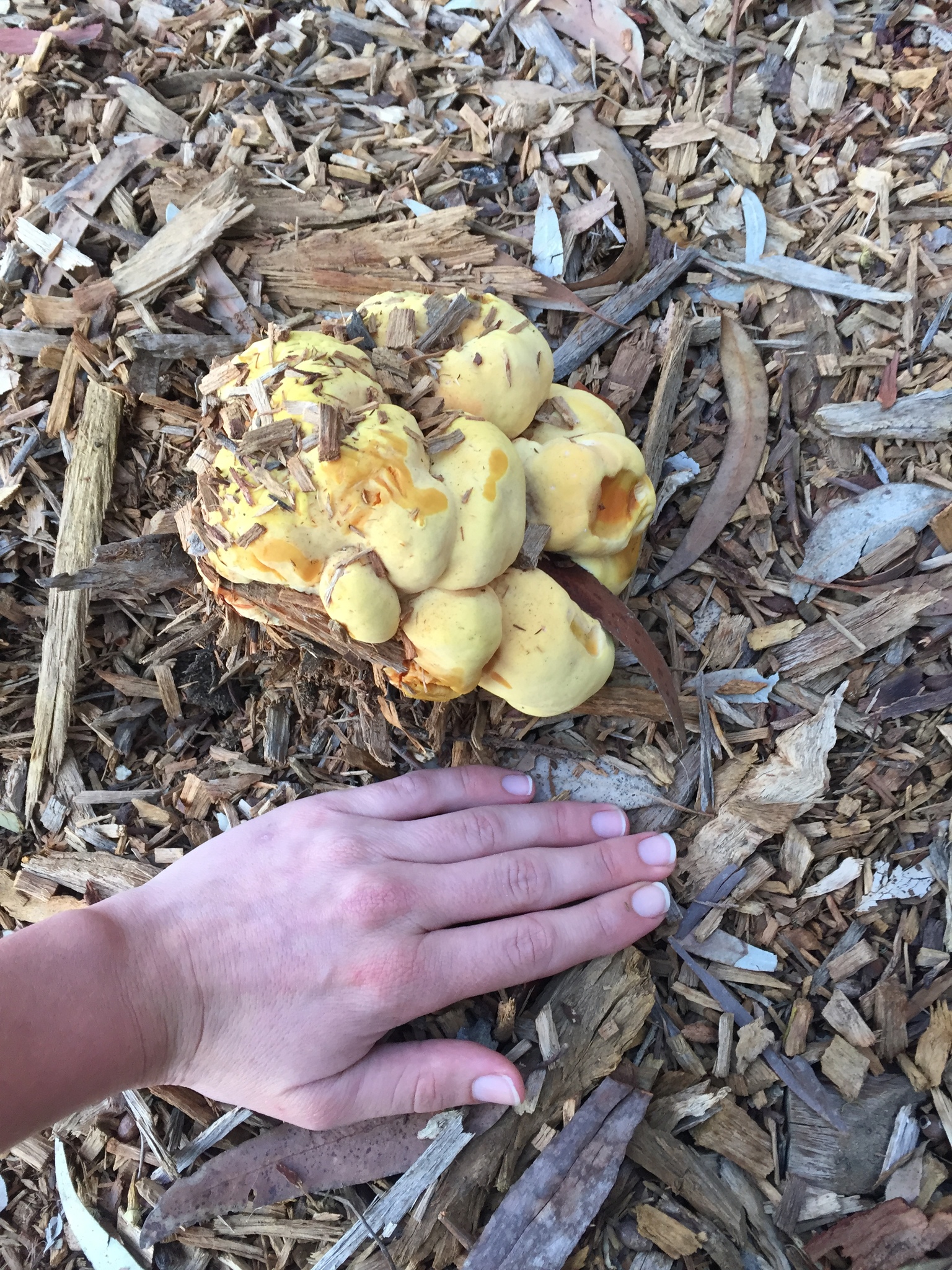Laetiporus gilbertsonii image