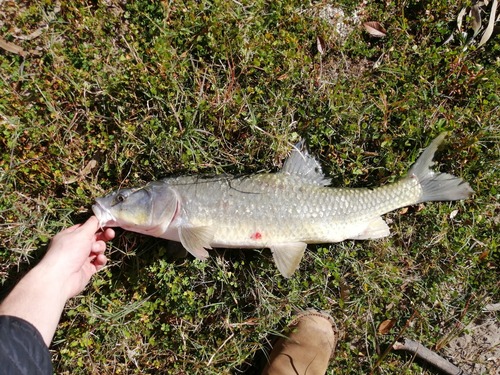 Largemouth yellowfish (Labeobarbus kimberleyensis) — Cyprinidae