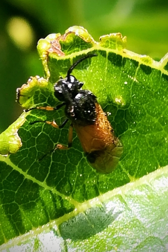 Bramble Sawfly photo 3