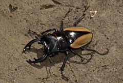 Odontolabis cuvera cuvera