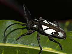 Calothyrza margaritifera