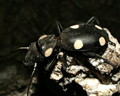 Anthia sexguttata