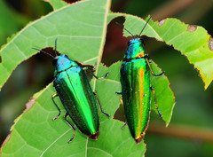 Chrysochroa rajah