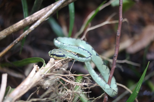 Craspedocephalus trigonocephalus