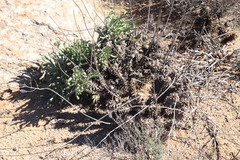 Tylecodon wallichii ecklonianus