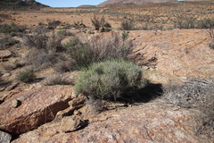 Hermbstaedtia glauca
