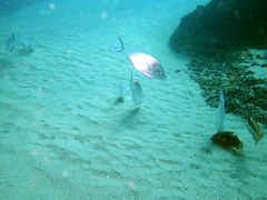Pseudocaranx georgianus