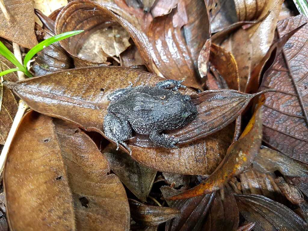 Ribeirao Button Frog