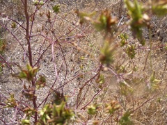 Cordylanthus rigidus