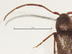 Eucnemidae