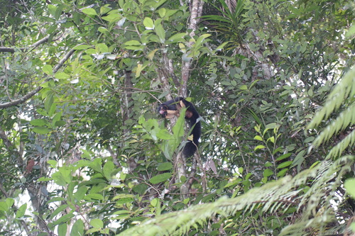 Ratufa macroura