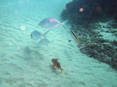Pseudocaranx georgianus