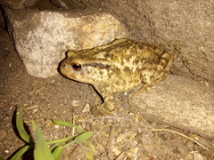 Bufo spinosus