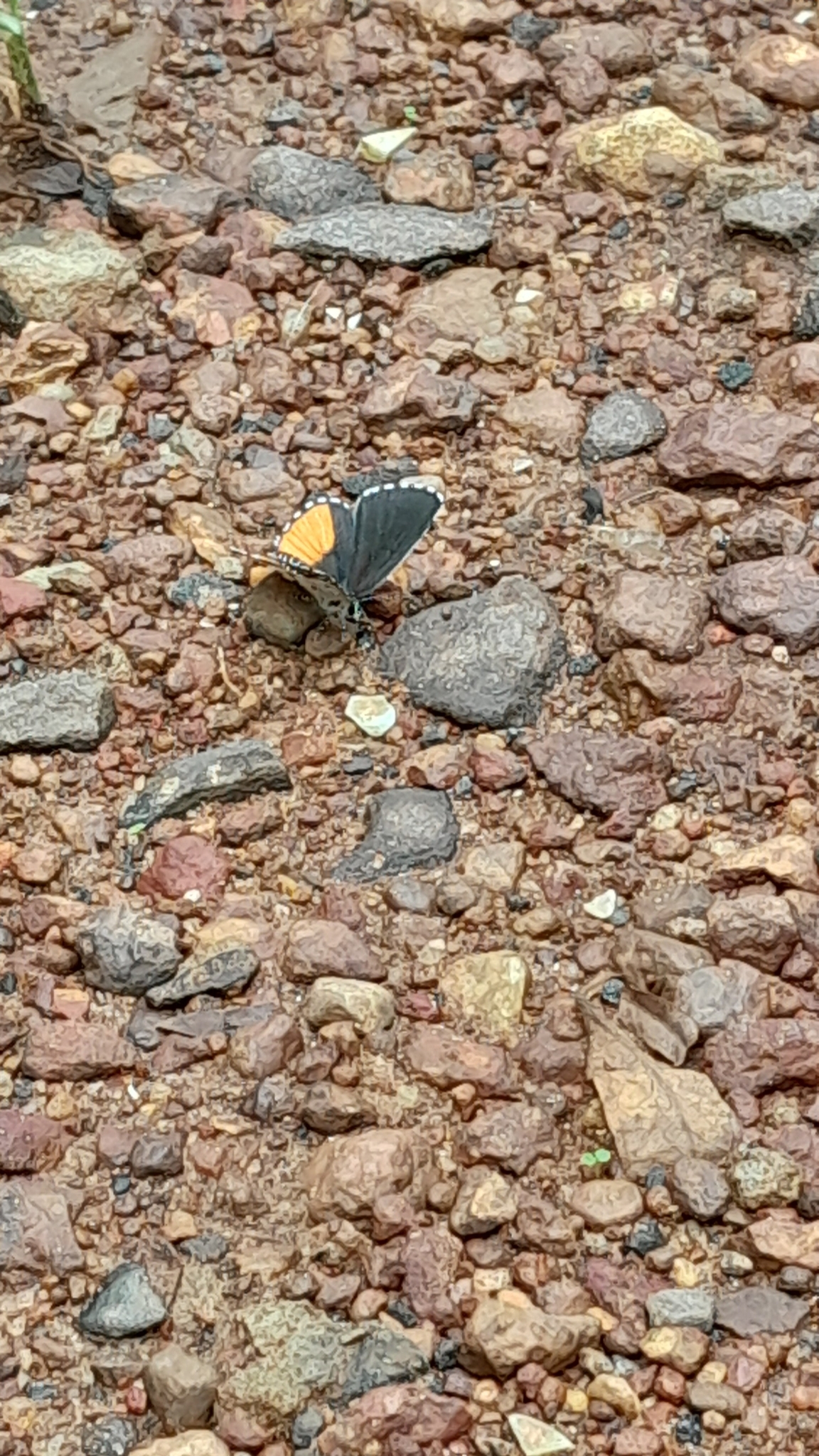 Red Pierrot