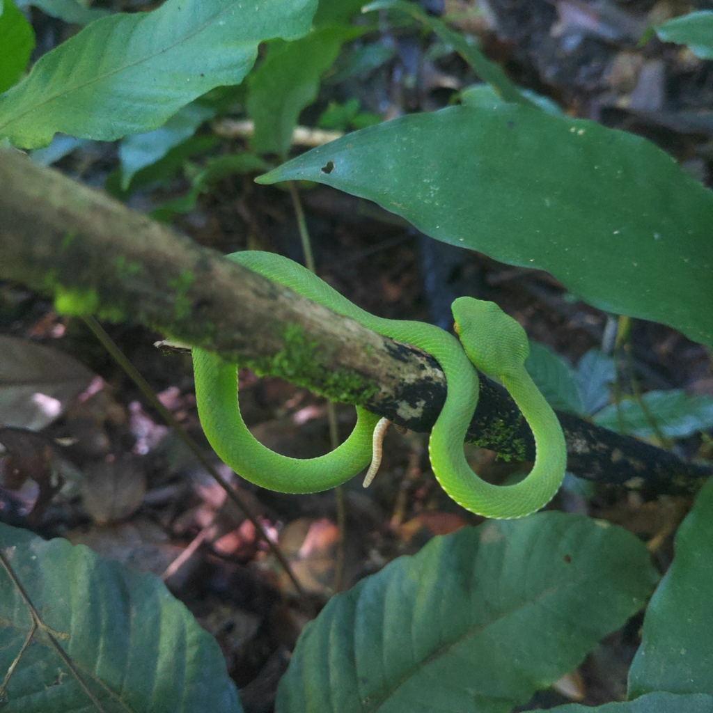 Yunnan Bamboo Pitviper