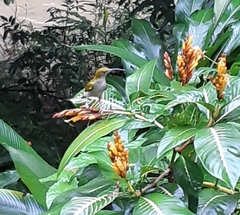 Arachnothera modesta