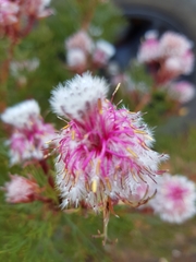 Serruria rosea