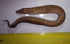Gymnothorax margaritophorus
