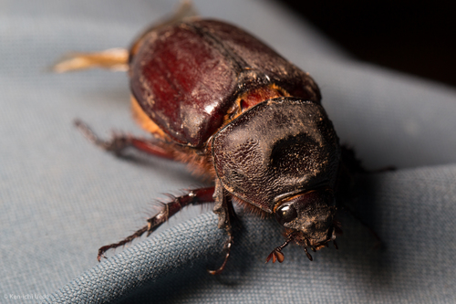 Aloeus Ox Beetle photo 6