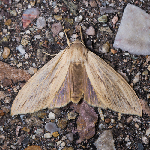 Leucanopsis lurida photo 3