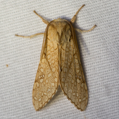 Lophocampa mixta