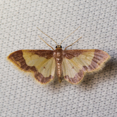 Idaea basinta
