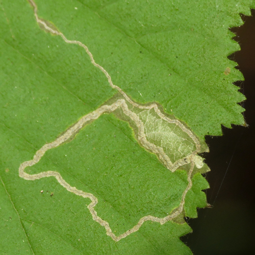 Hazel Leafminer Moth
