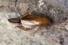 Latiblattella lucifrons