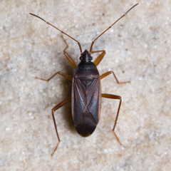 Balboa ampliata
