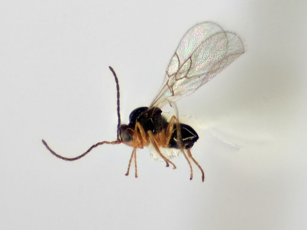 Alloxysta victrix