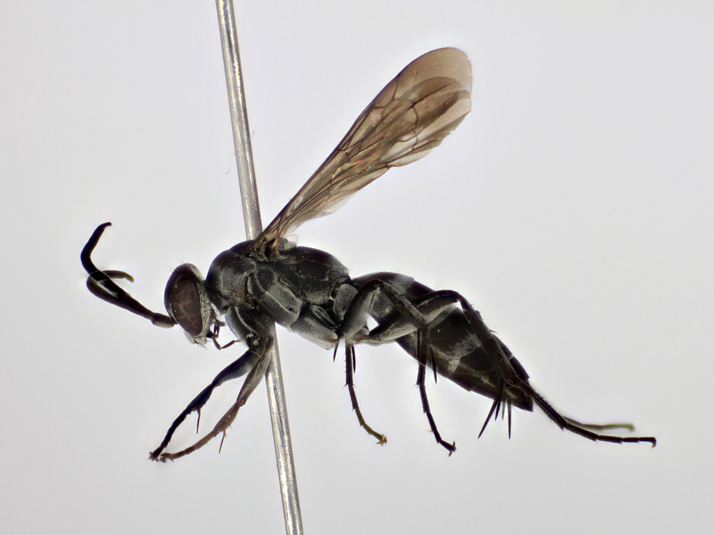 Aporinellus completus