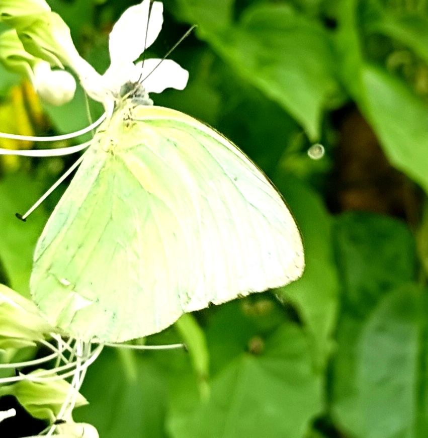 Lemon Emigrant