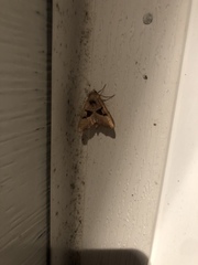 Phlogophora periculosa