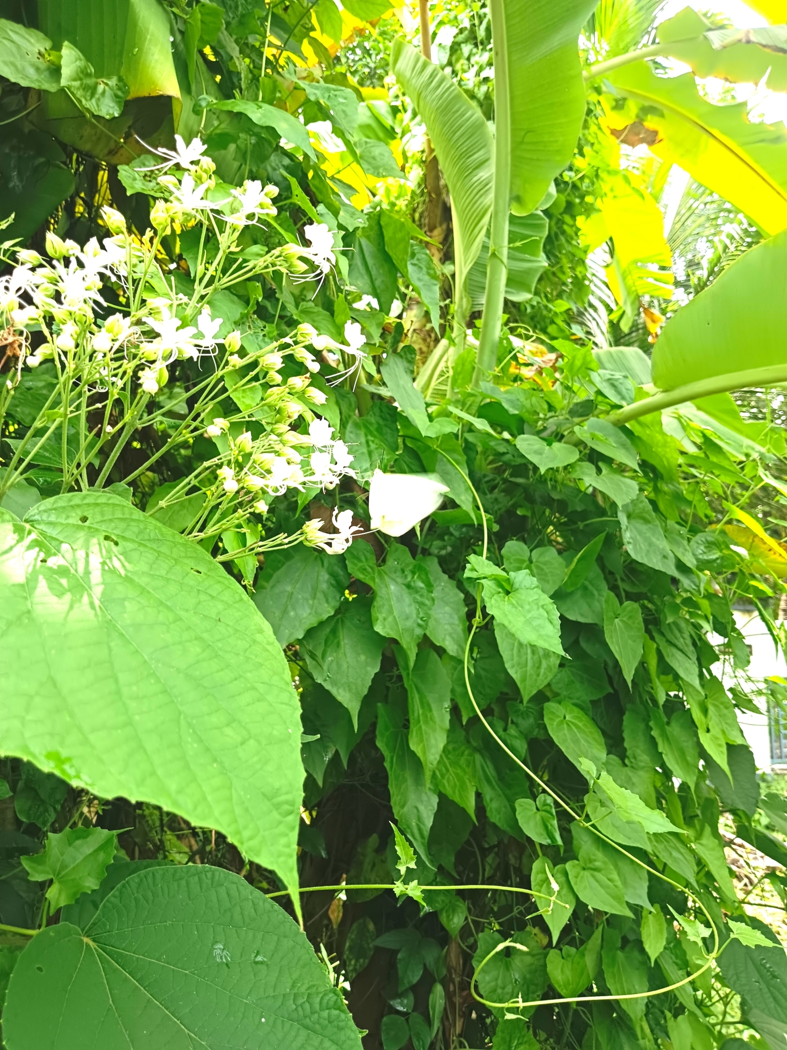 Lemon Emigrant