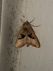 Phlogophora periculosa