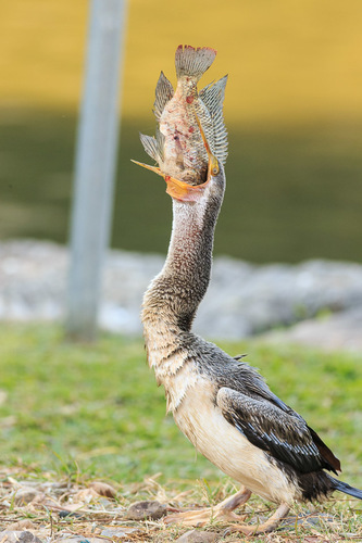 Australasian Darter, photo 6 of 8
