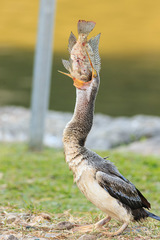 Australasian Darter photo 6