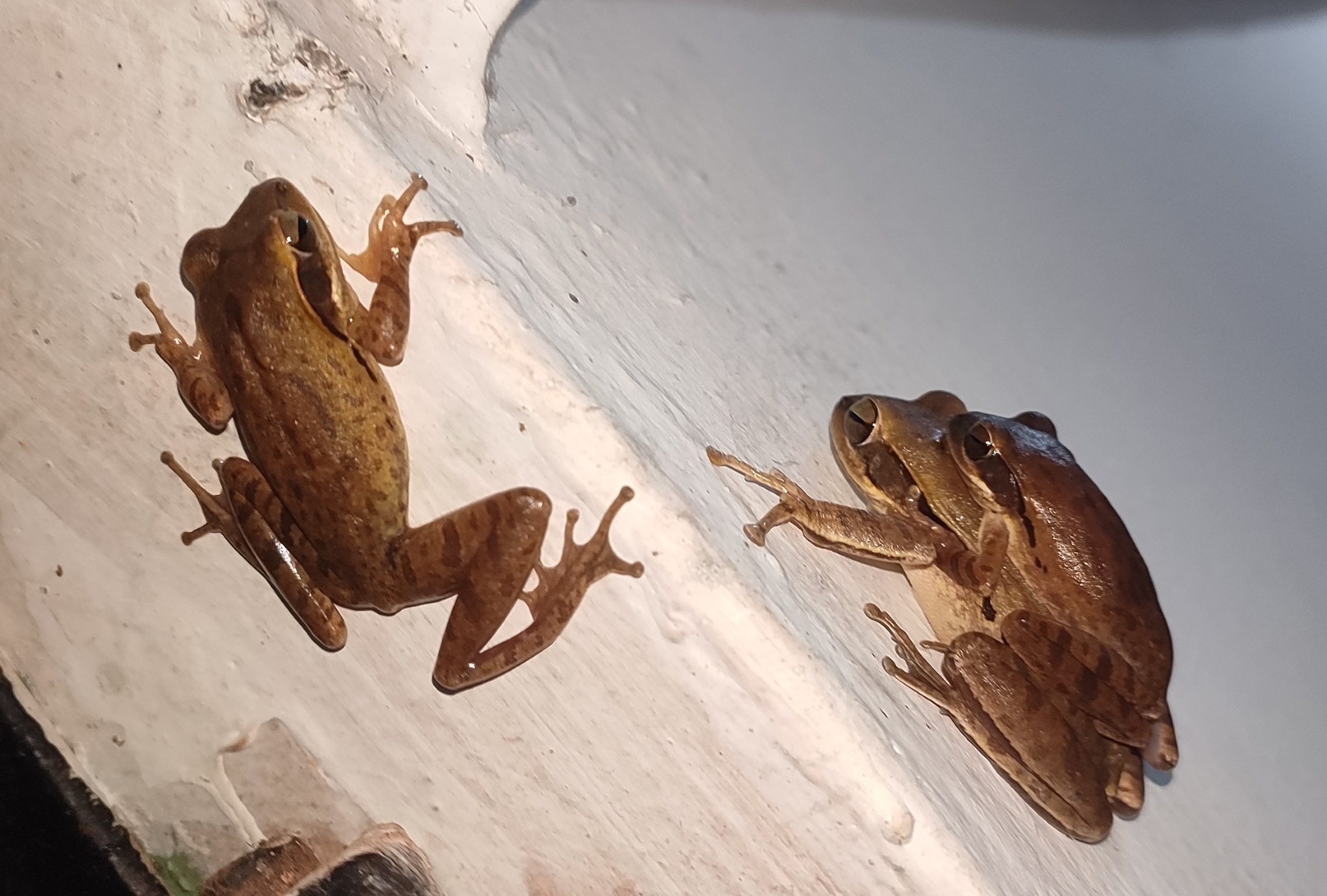 Big-Headed Whipping Frog