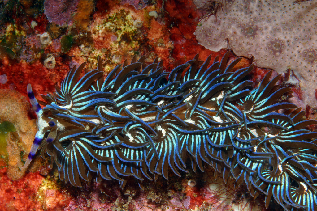 Photo of Blue dragon aeolid (Pteraeolidia ianthina)