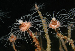 Ralpharia magnifica
