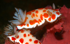 Goniobranchus tasmaniensis