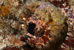 Platycephalidae