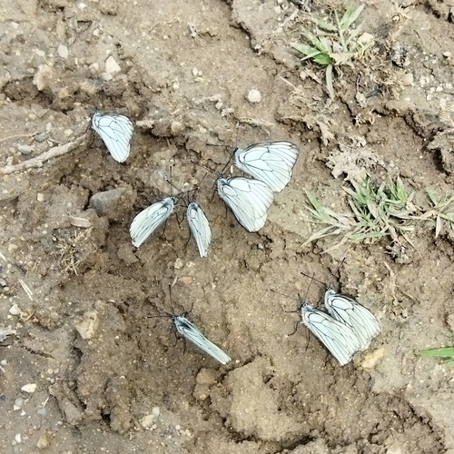 Black-veined White photo 4