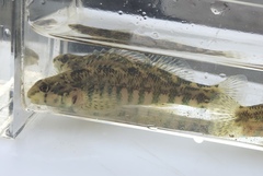 Etheostoma zonale