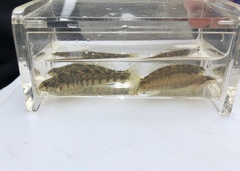 Etheostoma zonale