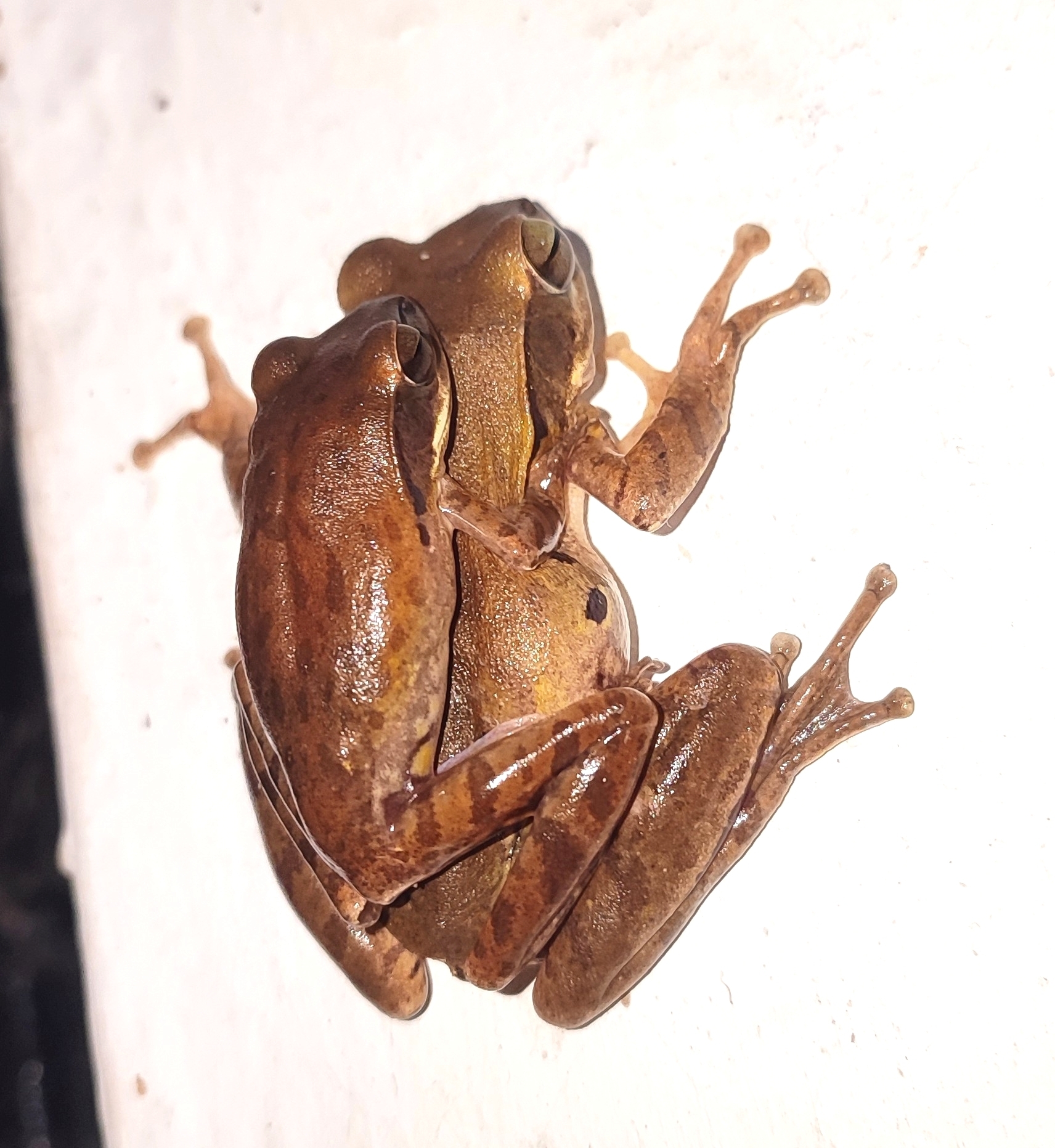 Big-Headed Whipping Frog