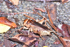 Tarbinskiellus portentosus
