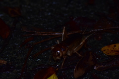 Tarbinskiellus portentosus